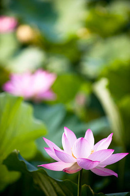 GRAXY lotus,kamal gatta Seed(15 per packet)
