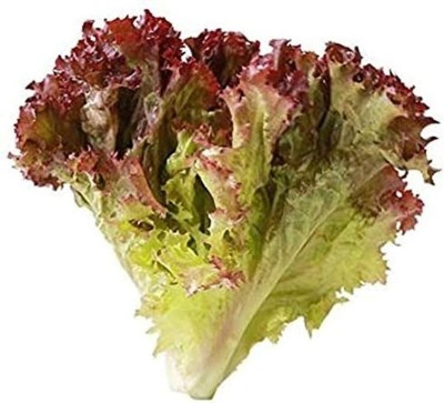 KNESSiN Red Lettuce Seed(500 per packet)