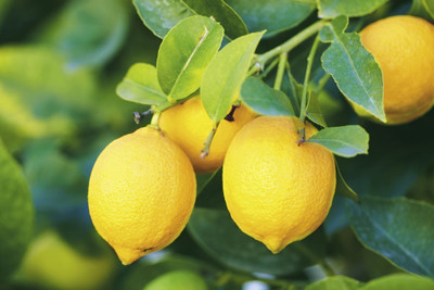 KNESSiN Nimbu Lemon Plant Fruit Terrace Garden[50 Seeds] Seed(50 per packet)