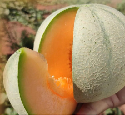 Qualtivate PUAS-9A Madhuraja/मधुराजा F1 Hybrid Muskmelon Seed(200 per packet)