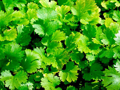 ZIXA Organic CORIANDER Seed(250 per packet)
