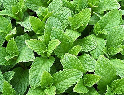 Qualtivate HYB-1A Kentucky Colonel Mint Seeds Seed(200 per packet)