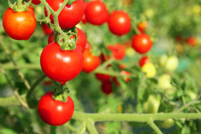 Klone tomato Seed(90 per packet)