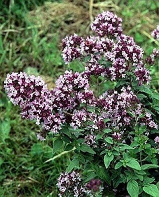 CYBEXIS NBIR-76 - Italian Oregano HERB - (450 Seeds) Seed(450 per packet)