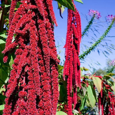 CYBEXIS Crops Yard Amaranth Seeds for Garden Red2800 Seeds Seed(2800 per packet)