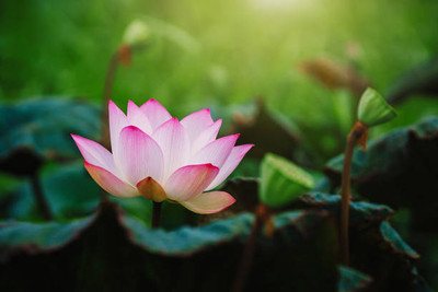 Arshisyat lotus,kamal gatta Seed(11 per packet)