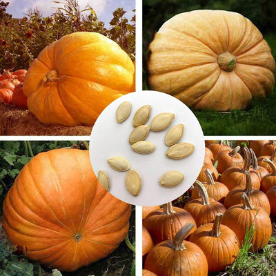 CYBEXIS Hybrid Giant Huge Pumpkin Seeds400 Seeds Seed(400 per packet)