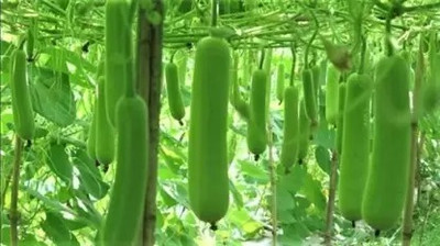 Aro Bottle Gourd, Kaddu, Lauki Seed(76 per packet)