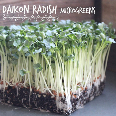 CYBEXIS XL-29 - Daikon Radish Sprouting - (750 Seeds) Seed(750 per packet)