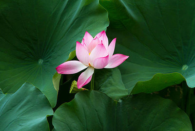 Top aam ka beej lotus,kamal gatta Seed(10 per packet)