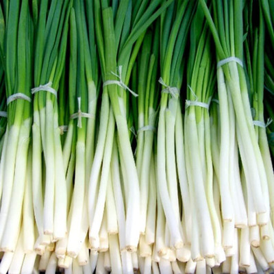 WILLVINE NKR -V Green Evergreen White bunching Onion [50g] Seed(30000 per packet)
