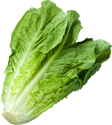 Qualtivate PUAS-1A Lettuce Romaine Parris Island Cos Seed(300 per packet)