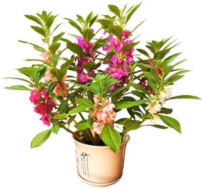 GREENSEA Balsam, Dopati Flower Seed(110 per packet)