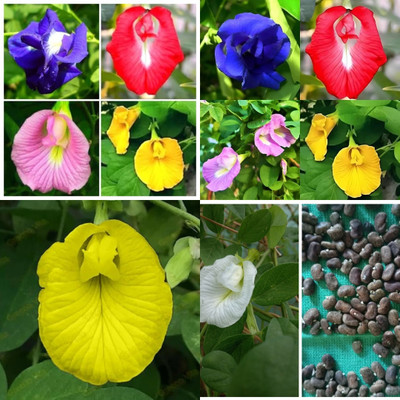 ibains White butterfly pea seeds bij 25 Seed(25 per packet)