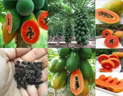 wequality Red lady papaya f1 hybrid seeds/papaya seeds 70 Seed(70 per packet)