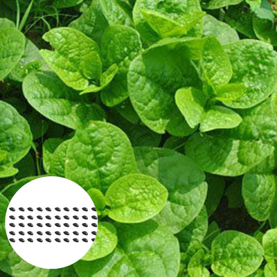 KNESSiN VXI-94 Basella Rubra Spinach Seed(200 per packet)