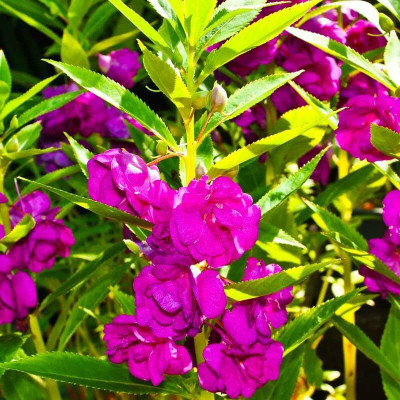 Lorvox Balsam Flower seeds Real Planting Summer Flower Seed(5 per packet)