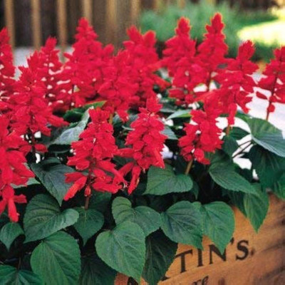 BDSresolve salvia seeds/salvia seed 13 Seed(13 per packet)