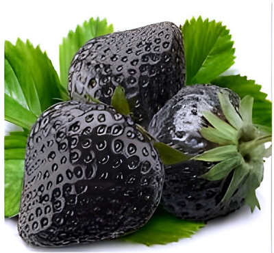 SHYAM Nice Looking Black Strawberry Fruit Tree Plant. Seed(1 per packet)