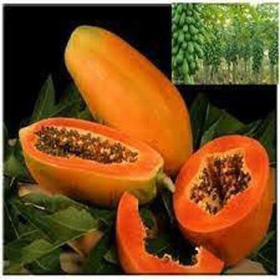 Lorvox Hybrid papaya seeds/f1 papaya Seed(450 per packet)