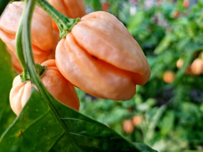 Biosnyg High Yield 7 Pot Pink Chilli Seeds For Planting-(400 Seeds) Seed(400 per packet)