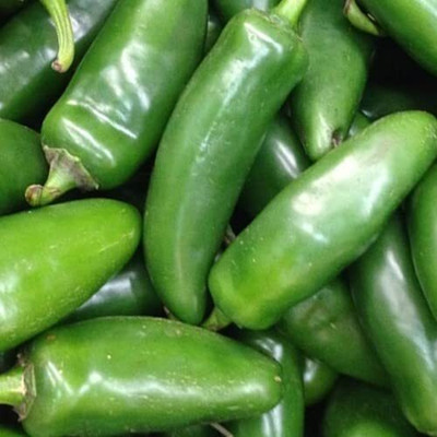 WILLVINE SCI -IV Hybrid Chilli Jalapeno[2.5gm, 500 Seeds] Seed(500 per packet)