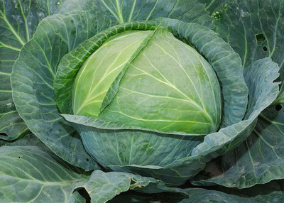 WILLVINE KGF -X Vegetable Cabbage Green Late [2.5g] Seed(750 per packet)