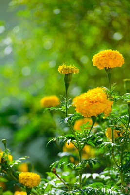 Radhakrishna marigold/gende ka phool flower seeds Seed(50 per packet)