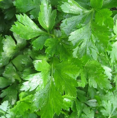 CYBEXIS GBPUT-44 - Italian Flat Leaf Organic Parsley - (2250 Seeds) Seed(2250 per packet)