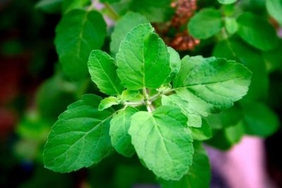 SUNWAN Rama Tulsi/Holy Basil Ocimum sanctum Seed(50 per packet)