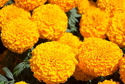 FRENUTRI marigold/gende ka phool flower seeds Seed(75 per packet)