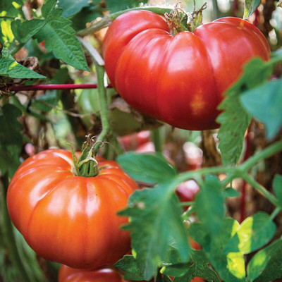 CYBEXIS VVI-55 - Hybrid | Red Beefsteak Slicing Tomato - (1350 Seeds) Seed(1350 per packet)