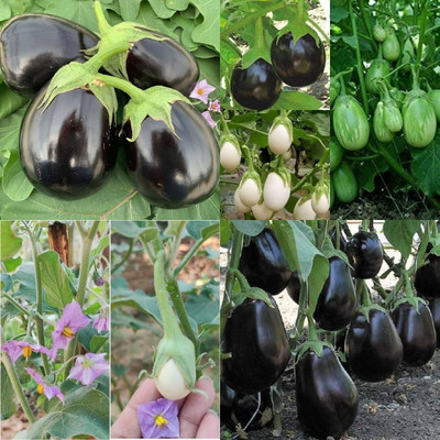ibains Baingan seeds eggplant pack of 310 Seed(310 per packet)