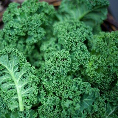 WILLVINE AMR -V Kale Seeds - Blue Curled Scotch/Vates [50g] Seed(15000 per packet)