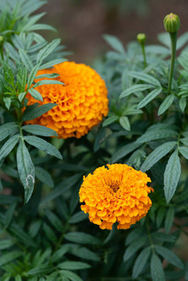 NaturalAgrocare marigold/gende ka phool flower seeds Seed(25 per packet)