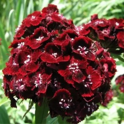 MAA Sweet William Seed(31 per packet)