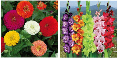 DIVINE ®EF- Mixed Color and Hybrid Flower Seeds -0A655 Seed(45 per packet)