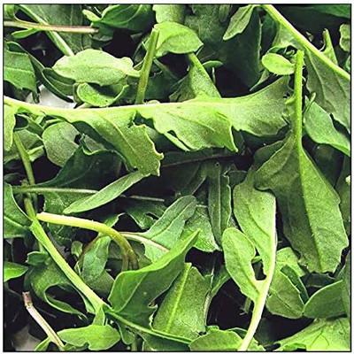 Qualtivate NDIR-84 Arugula Seeds Roquette Rocket Seed(500 per packet)