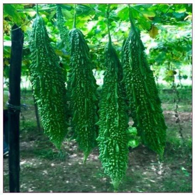 KANAYA Vegetable seed -Bitter Gourd - Karela Seeds F1 Hybrid Seed(26 per packet)
