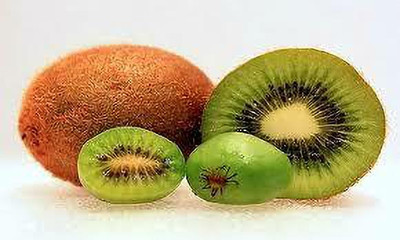 XOLDAA best quality kiwi fruit seeds Seed(73 per packet)