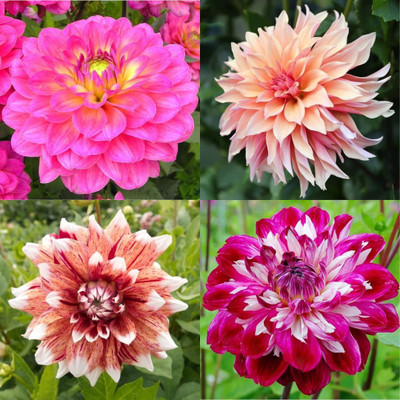 ibains Daliya big flower plant seeds 37 Seed(37 per packet)