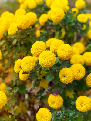 SHYAM marigold/gende ka phool flower seeds Seed(50 per packet)