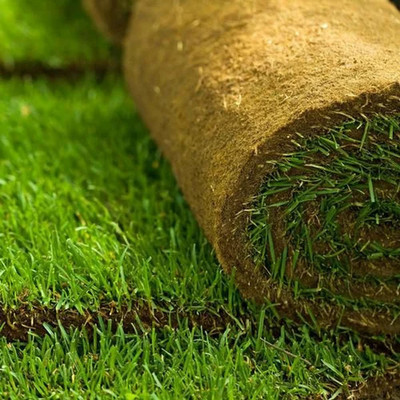 Flipkart SmartBuy Exotic Lawn Grass Seed(25 per packet)