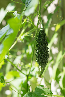 Kodali Hybrid F1 Bitter Gourd Seeds Pack Of 38 Seed(38 per packet)