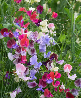 Quentova Top-to-Bottom Sweet Pea Mixture-PALLAV-3E Seed(40 per packet)