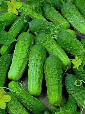 LPR CUCUMBER ,KHIRA Seed(20 per packet)
