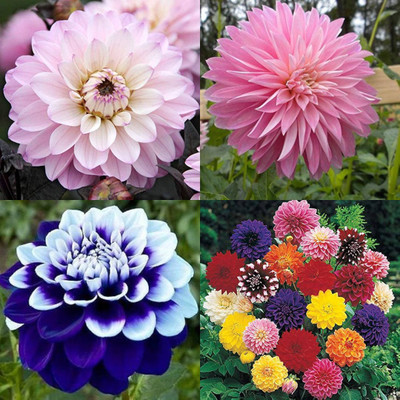 ibains Dalia flower seeds 24 Seed(24 per packet)