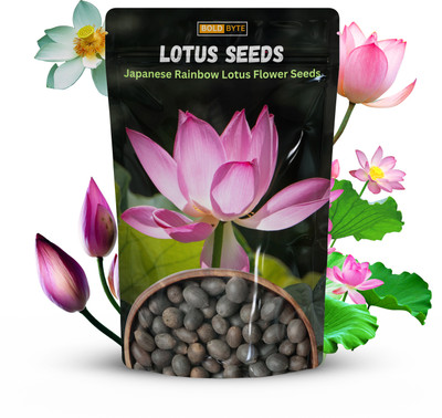 Bold Byte Lotus Seeds for Planting, Lotus Flower Seeds Seed(10 per packet)