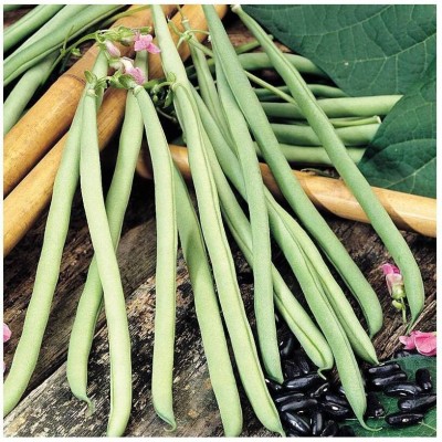 Quentova Green French Bean 'Cobra'-GAV-7S Seed(250 per packet)