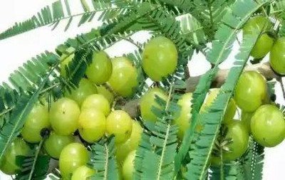 Aro Gooseberry, Amla Seed(40 per packet)